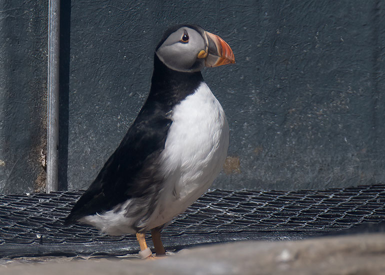 Thor - Puffin