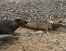 Seal Release - 7th April 2015