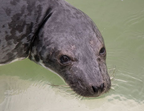 Tic Tac Toe, a rescued grey seal pup from the 2015/16 season