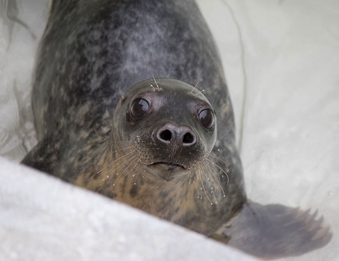 Tiddlywinks, a rescued grey seal pup from the 2015/16 season