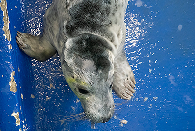 Tiger-Lily - photo taken on 27th December 2019