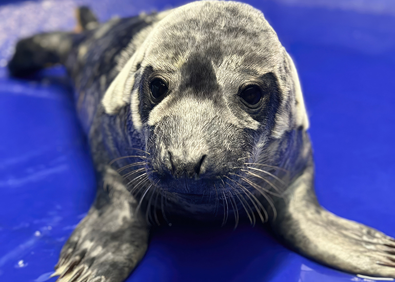 Tom Felton