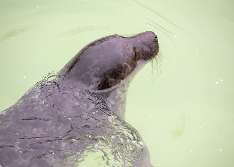Top Gun, rescued seal pup