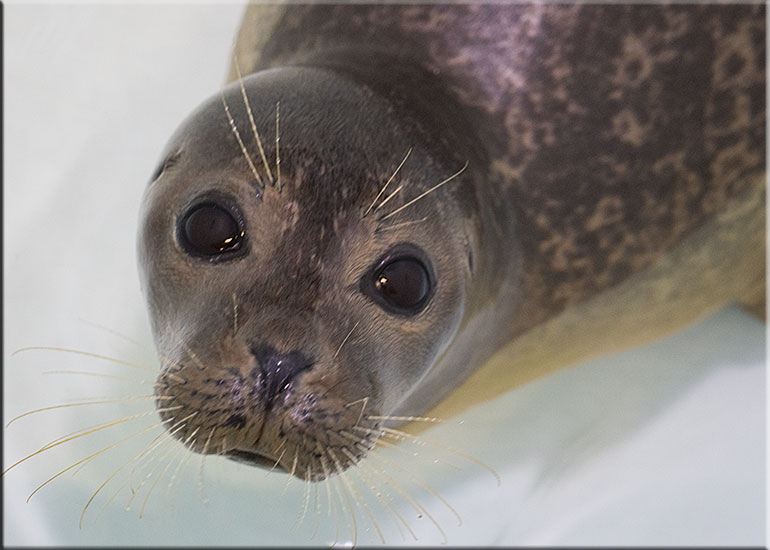 Tornado - photo taken on 12th July 2015