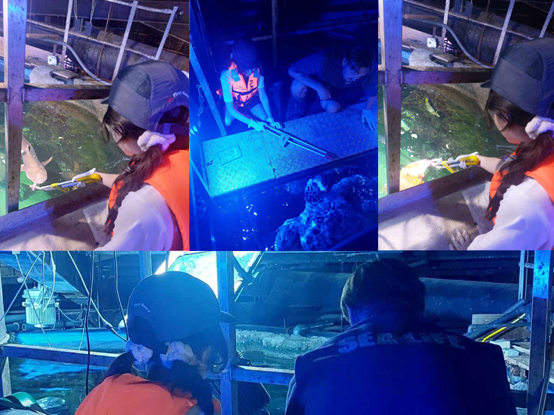 VIP Experience feeding the Green Turle - Photos Credit - Nicola Hodge