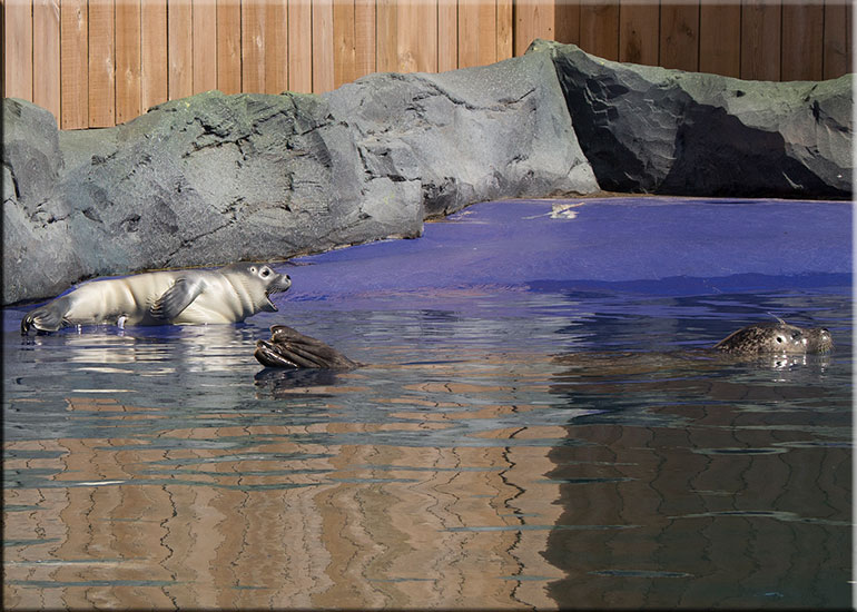 Hunstanton SEA LIFE Sanctuary