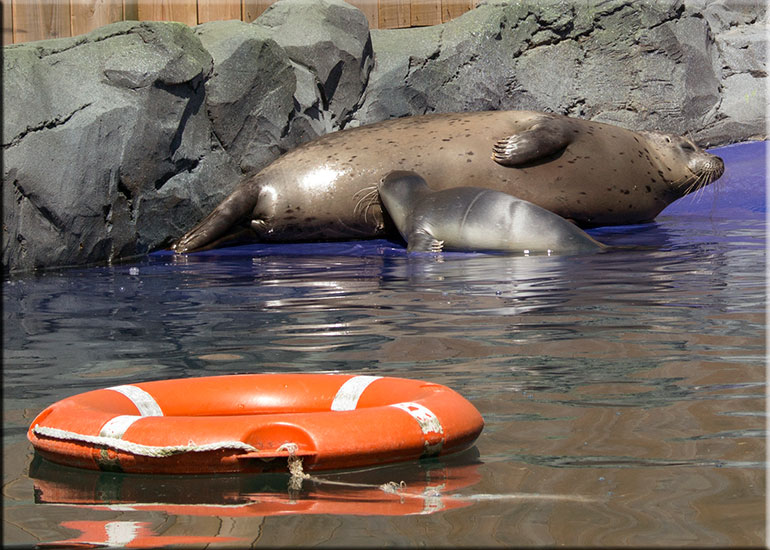 Hunstanton SEA LIFE Sanctuary