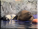 Hunstanton SEA LIFE Sanctuary - 7th June 2015