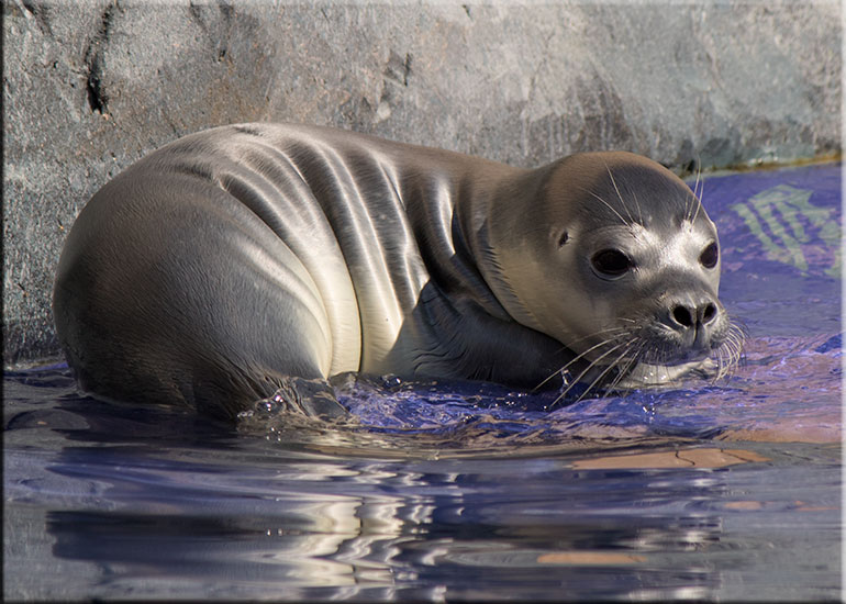 Hunstanton SEA LIFE Sanctuary