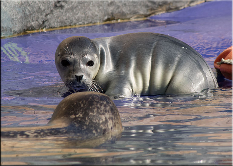 Hunstanton SEA LIFE Sanctuary