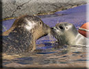 Hunstanton SEA LIFE Sanctuary - 7th June 2015