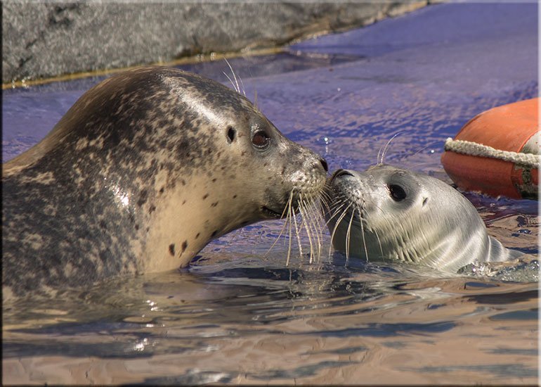 Hunstanton SEA LIFE Sanctuary