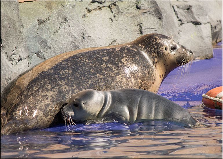 Hunstanton SEA LIFE Sanctuary