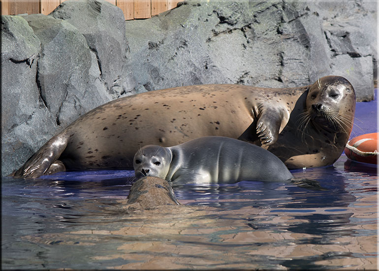 Hunstanton SEA LIFE Sanctuary