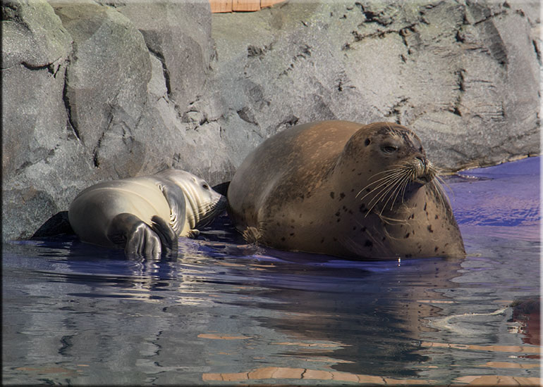 Hunstanton SEA LIFE Sanctuary