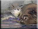 Hunstanton SEA LIFE Sanctuary - 7th June 2015
