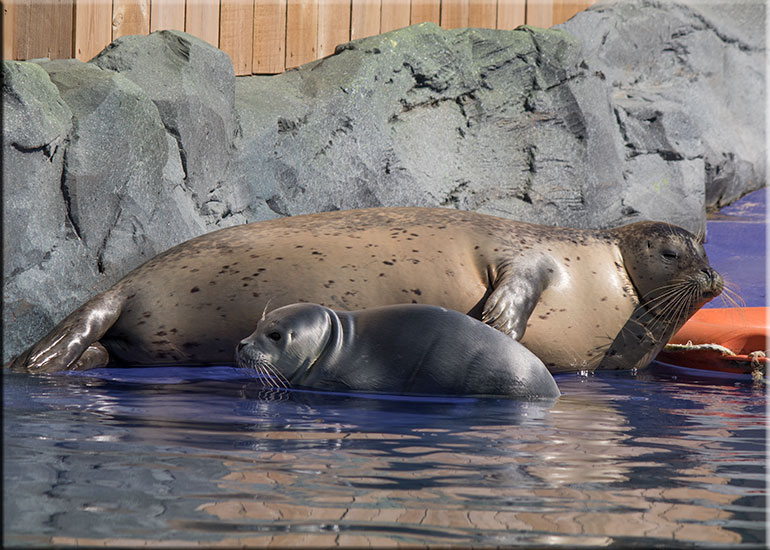Hunstanton SEA LIFE Sanctuary