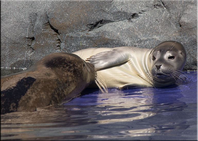 Hunstanton SEA LIFE Sanctuary