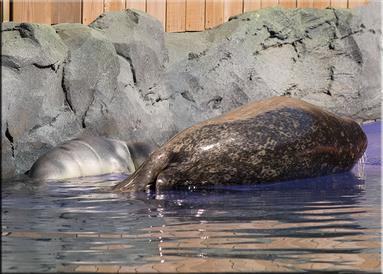 Hunstanton SEA LIFE Sanctuary
