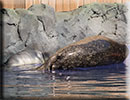 Hunstanton SEA LIFE Sanctuary - 7th June 2015