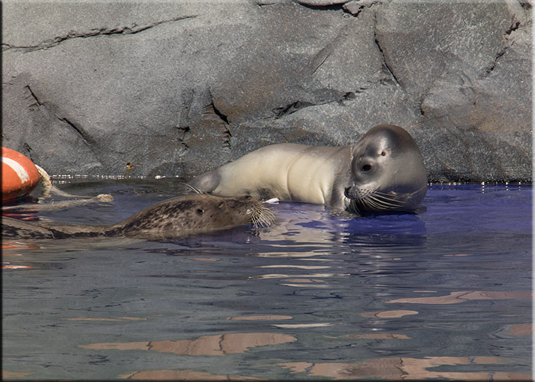 Hunstanton SEA LIFE Sanctuary