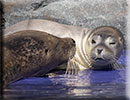 Hunstanton SEA LIFE Sanctuary - 7th June 2015