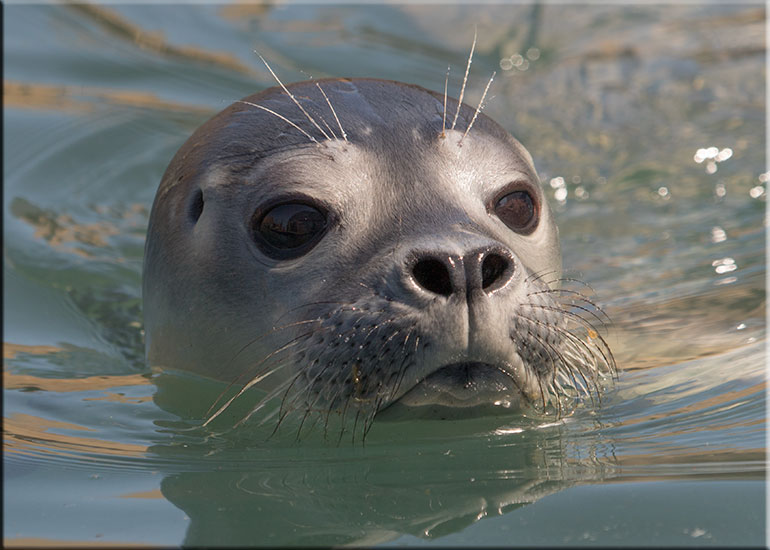 Hunstanton SEA LIFE Sanctuary