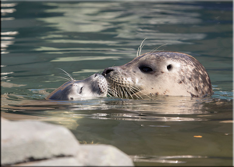 Hunstanton SEA LIFE Sanctuary