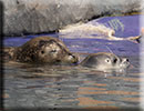 Hunstanton SEA LIFE Sanctuary - 7th June 2015