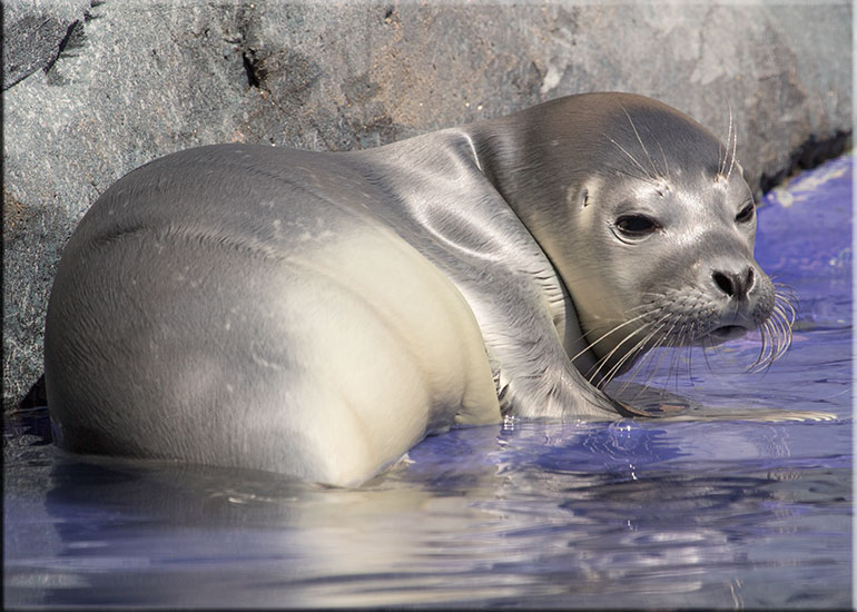 Hunstanton SEA LIFE Sanctuary