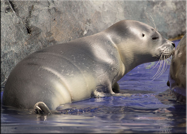 Hunstanton SEA LIFE Sanctuary
