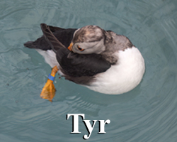 Tyr - Blue ID tag