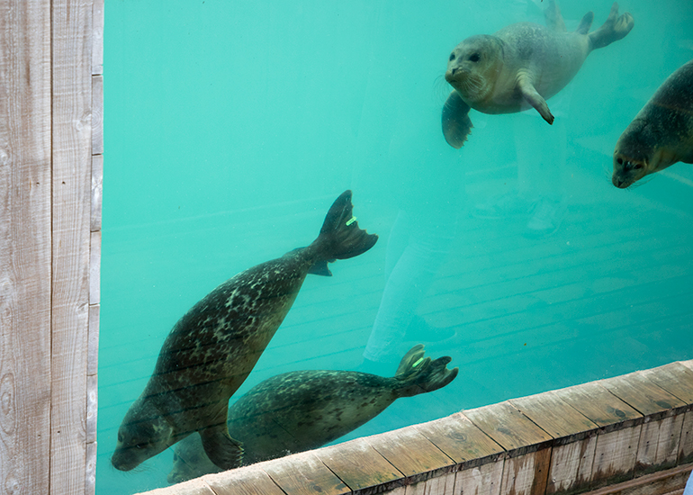 Common seal pups - photo taken on 23rd September 2018
