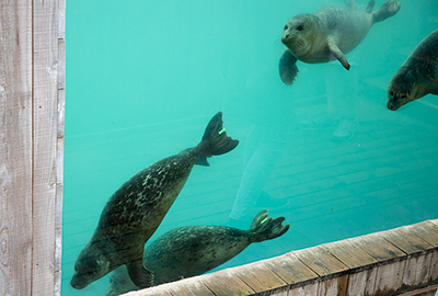 Common Seal Pups in the underwater viewing window
