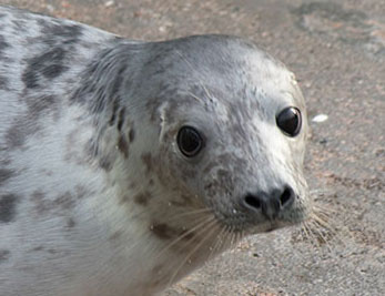 Uno, a rescued grey seal pup from the 2015/16 season