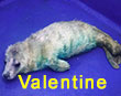 Valentine, a rescued grey seal pup from the 2017/18 season