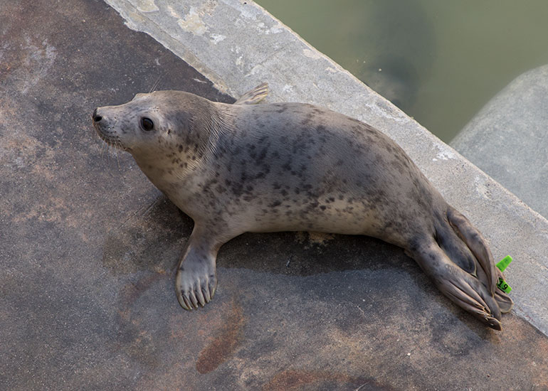 Valentine