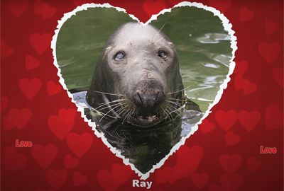 Valentine's Day