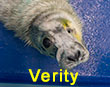Verity, a rescued grey seal pup from the 2017/18 season
