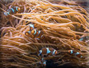 Clownfish and Anemone display