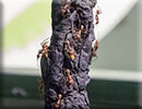 Leaf Cutter Ants