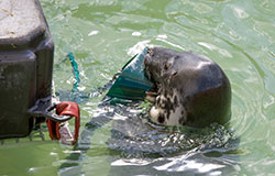 Willow playing with  her enrichment toy