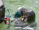 Willow playing with her enrichment toy