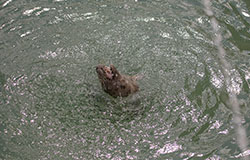 Singer, a rescued seal pup, playing with a water fountain