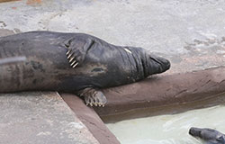 Ray chills by side of the convalescent pool