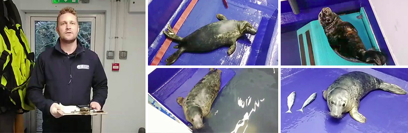 Meet the Seal Pups - Virtual Experience - 4th December 2022