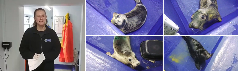 Meet the Seal Pups - Virtual Experience - 5th March 2023
