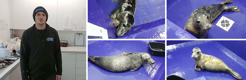 Meet the Seal Pups - Virtual Experience  - 6th March 2022