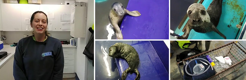 Meet the Seal Pups - Virtual Experience  - 6th November 2021