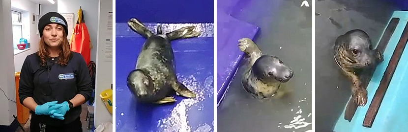 Meet the Seal Pups - Virtual Experience - 6th November 2022